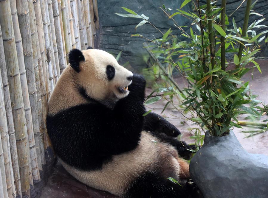 #CHINA-ANHUI-HUANGSHAN-GIANT PANDA (CN)