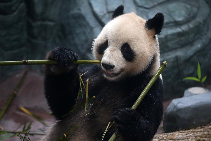 #CHINA-ANHUI-HUANGSHAN-GIANT PANDA (CN)