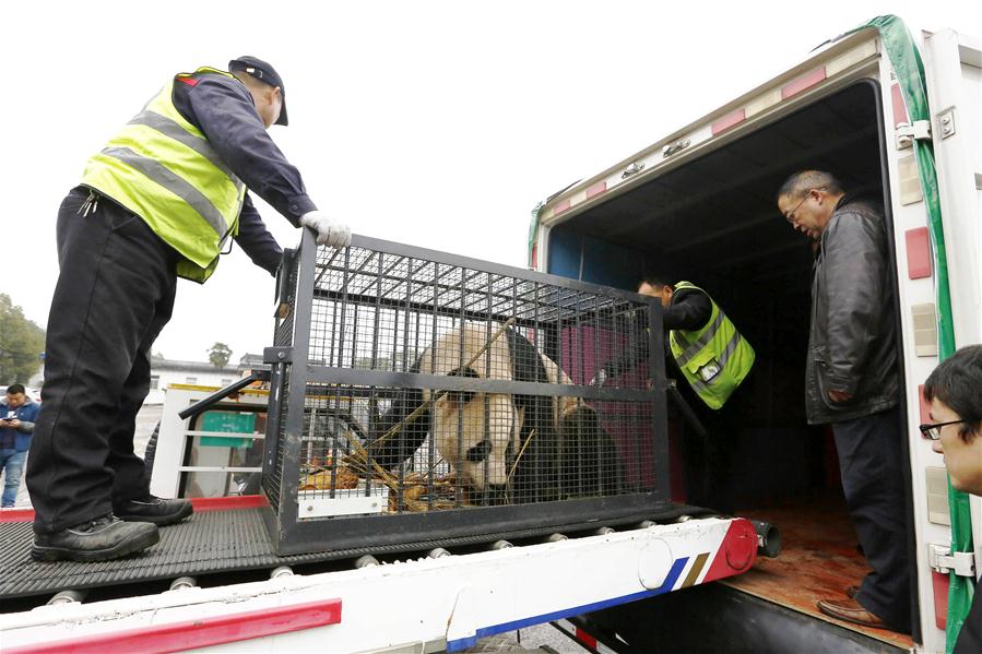 #CHINA-ANHUI-HUANGSHAN-GIANT PANDA (CN)