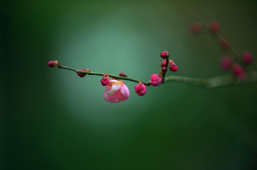 CHINA-HUBEI-ENSHI-PLUM BLOSSOM (CN)