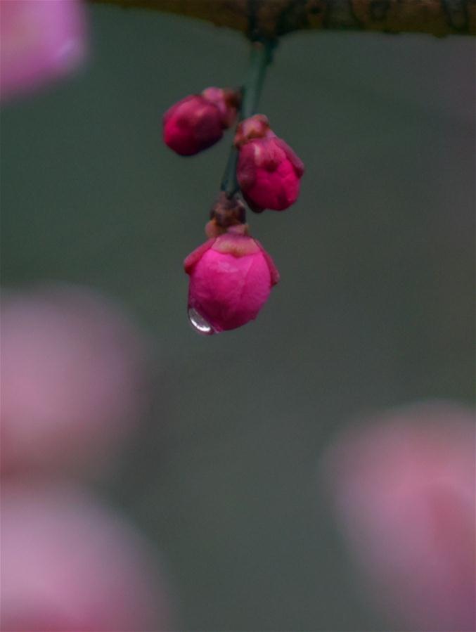 CHINA-HUBEI-ENSHI-PLUM BLOSSOM (CN)