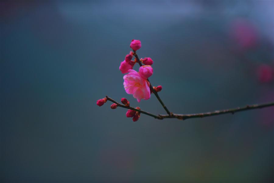 CHINA-HUBEI-ENSHI-PLUM BLOSSOM (CN)