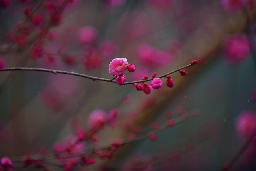 CHINA-HUBEI-ENSHI-PLUM BLOSSOM (CN)