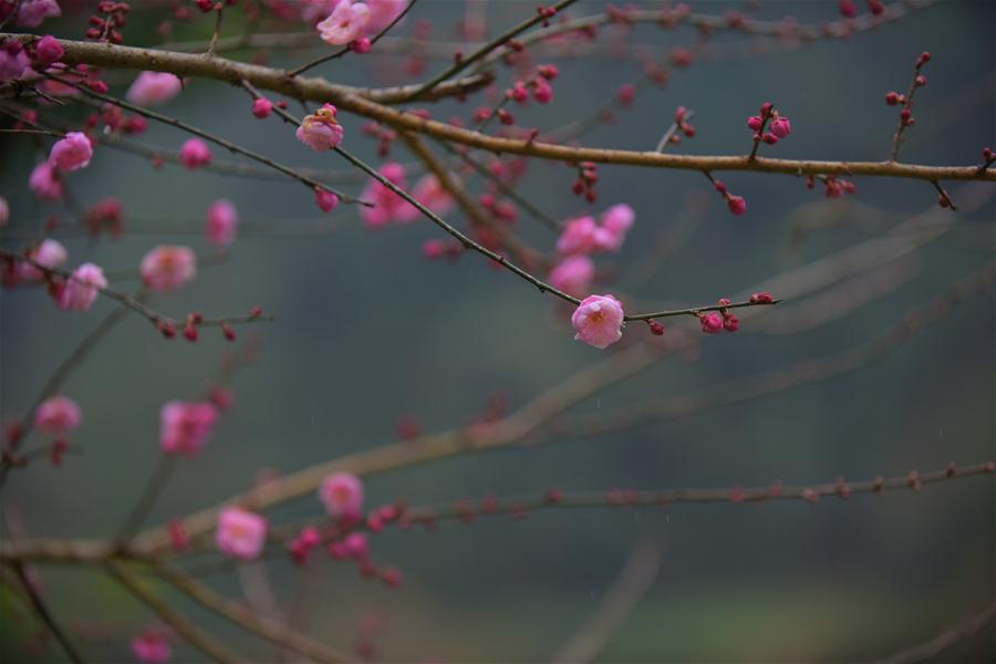 CHINA-HUBEI-ENSHI-PLUM BLOSSOM (CN)