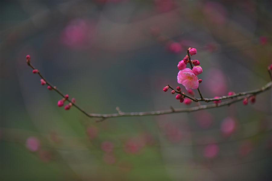 CHINA-HUBEI-ENSHI-PLUM BLOSSOM (CN)