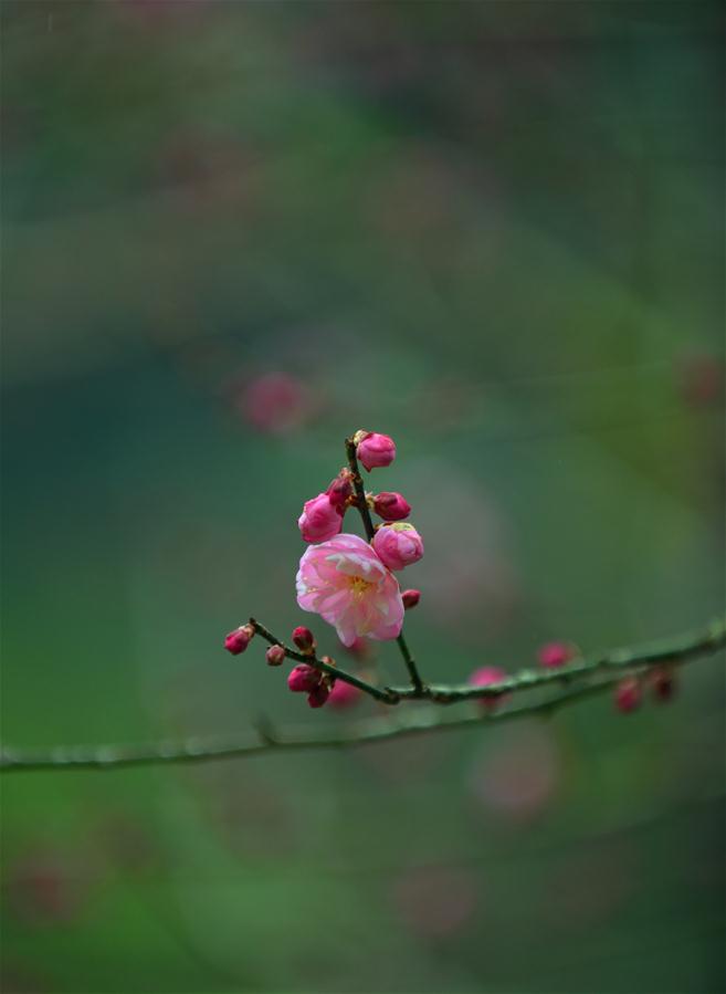 CHINA-HUBEI-ENSHI-PLUM BLOSSOM (CN)