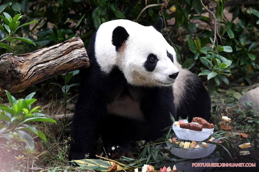 #CHINA-GUANGXI-LIUZHOU-PANDA-BIRTHDAY PARTY (CN)