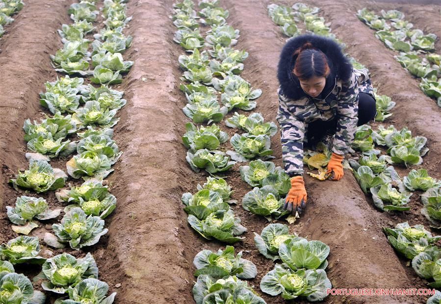 #CHINA-WINTER-AGRICULTURE (CN)