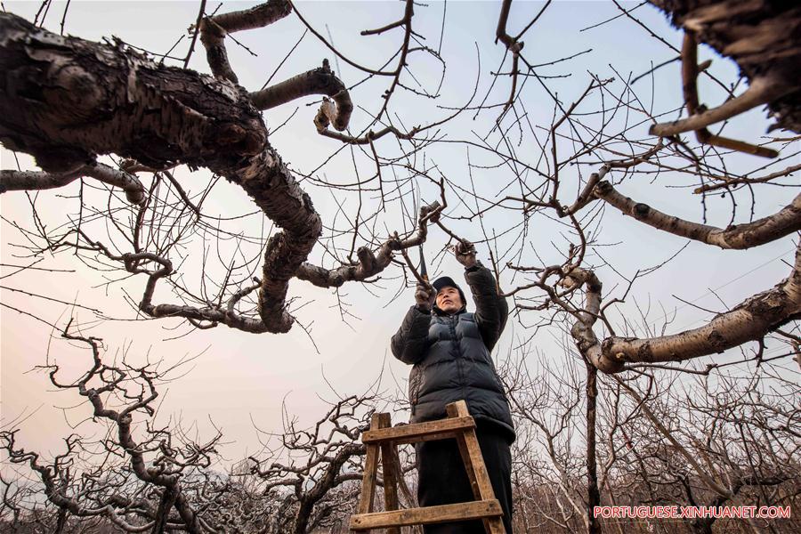 #CHINA-WINTER-AGRICULTURE (CN)