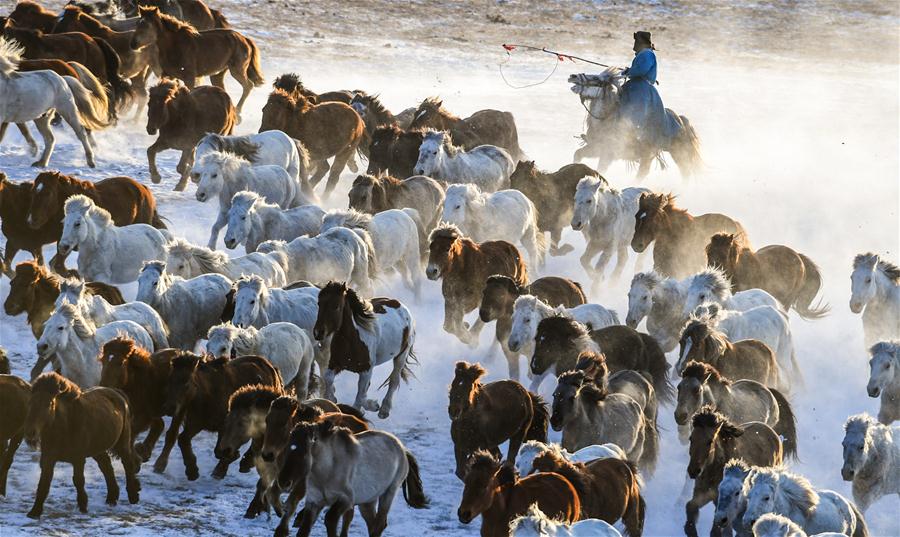 CHINA-INNER MONGOLIA-HORSE-GRASSLAND (CN)