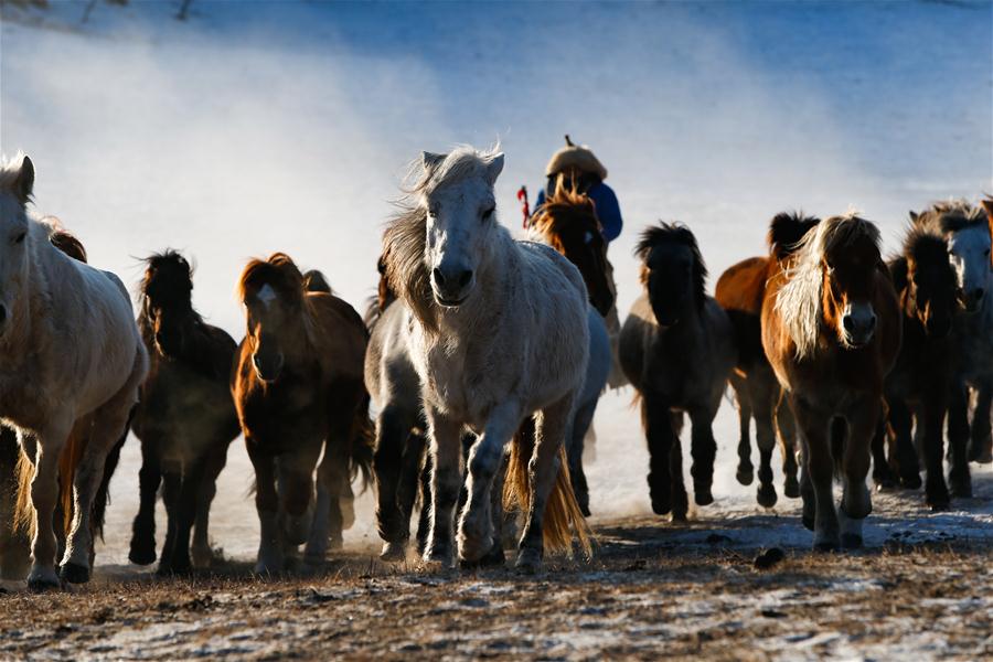 CHINA-INNER MONGOLIA-HORSE-GRASSLAND (CN)