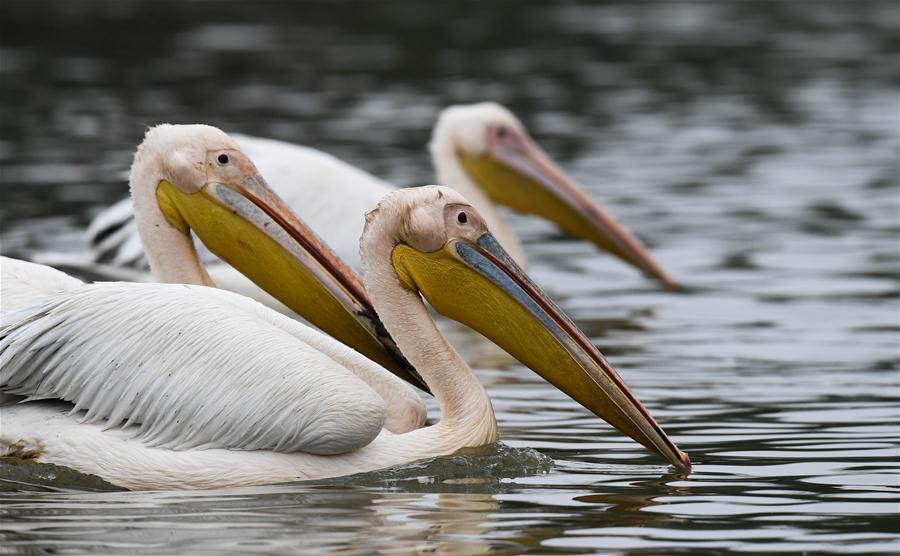 CHINA-HAINAN-HAIKOU-PELICANS-WINTER (CN)