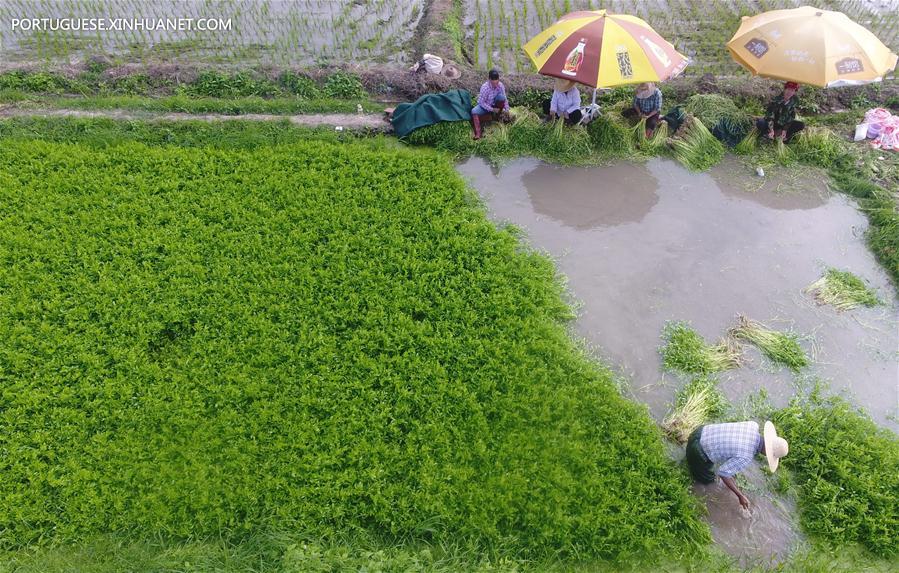 #CHINA-QIONGHAI-FARMING-VEGETABLE (CN)