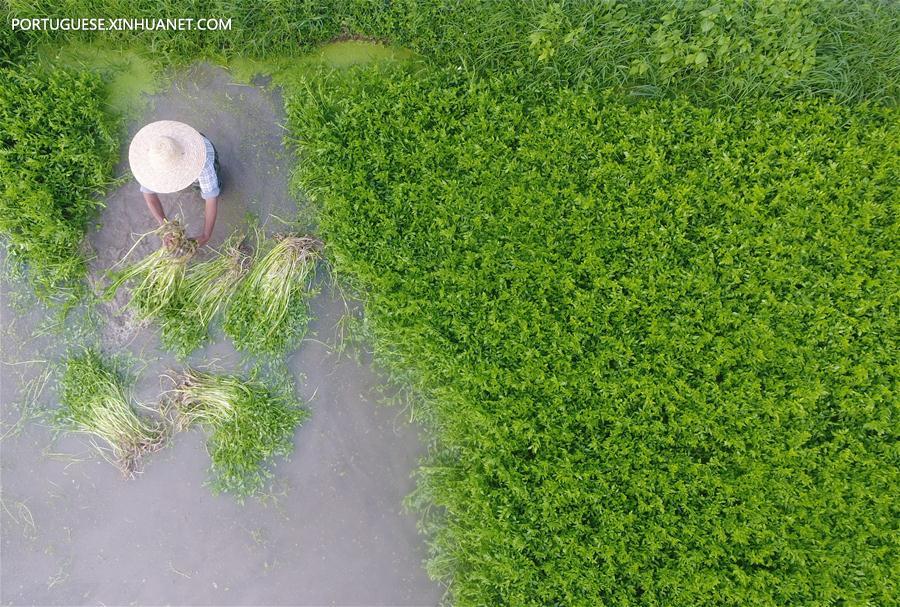 #CHINA-QIONGHAI-FARMING-VEGETABLE (CN)