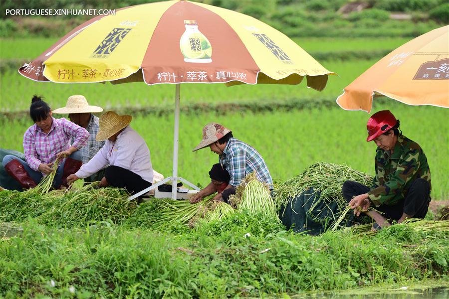 #CHINA-QIONGHAI-FARMING-VEGETABLE (CN)