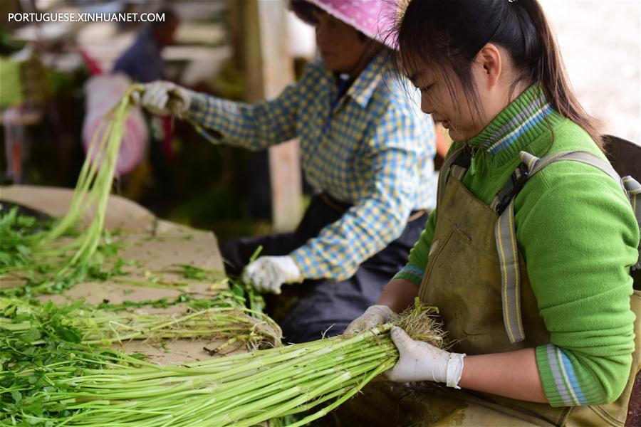 #CHINA-QIONGHAI-FARMING-VEGETABLE (CN)