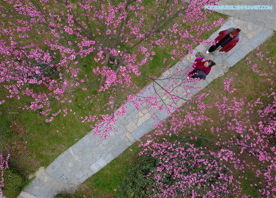 #CHINA-PLUM FLOWERS (CN)