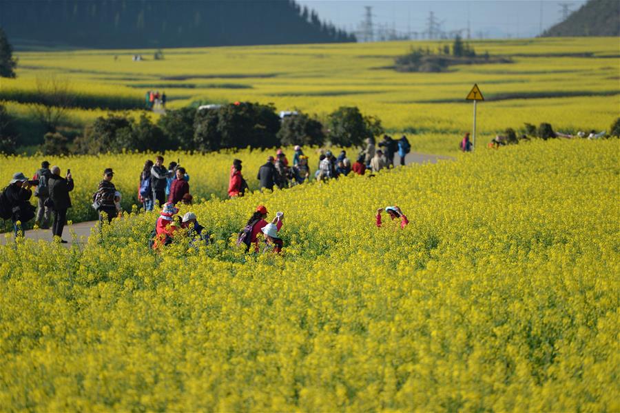 CHINA-YUNNAN-LUOPING-COLE FLOWERS (CN)