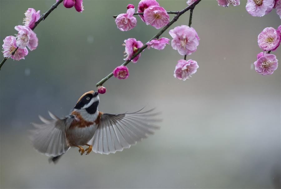 #CHINA-JIANGSU-WUXI-NATURE-PLUM BLOSSOM AND BIRD (CN)