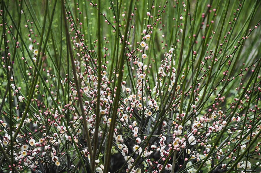 CHINA-ZHEJIANG-CHANGXING-PLUM BLOSSOM (CN)