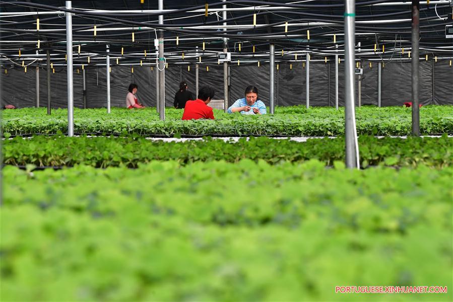 #CHINA-EARLY SPRING-FARM WORK (CN)