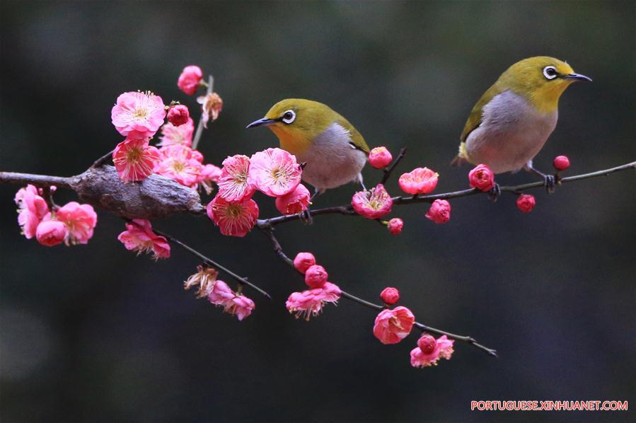 #CHINA-HUNAN-HENGYANG-BIRD-PLUM BLOSSOM (CN)