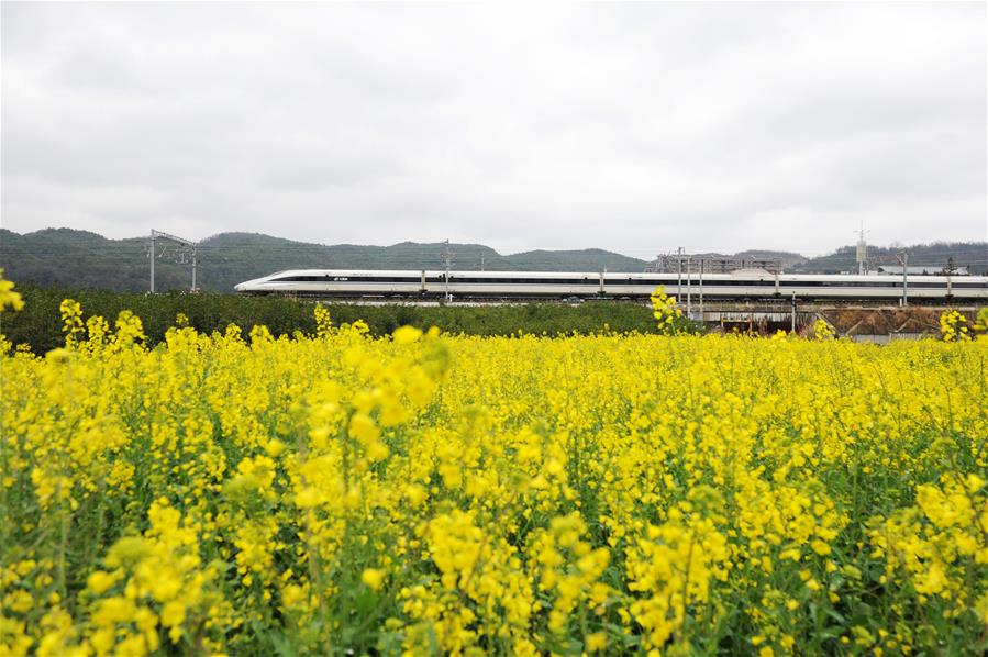 CHINA-GUIZHOU-HIGH SPEED TRAIN-COLE FLOWERS (CN)