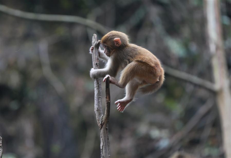 #CHINA-HUNAN-SPRING-MACAQUES(CN)