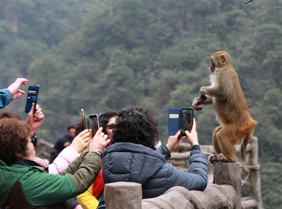 #CHINA-HUNAN-SPRING-MACAQUES(CN)