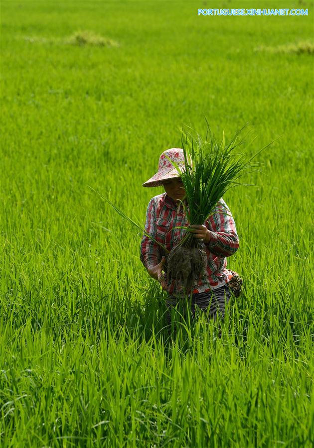 CHINA-HAINAN-WANNING-EARLY SPRING-FARM WORK (CN)