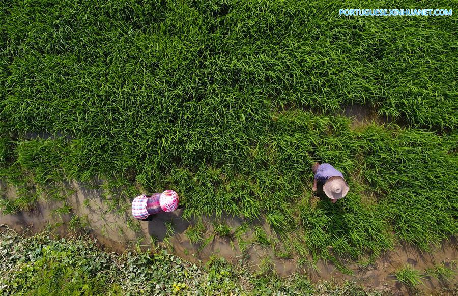 CHINA-HAINAN-WANNING-EARLY SPRING-FARM WORK (CN)