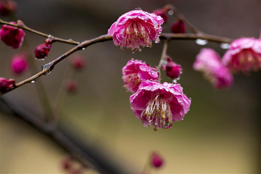 #CHINA-JIANGSU-TAIZHOU-PLUM FLOWERS (CN)
