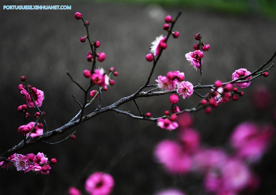 #CHINA-SHANDONG-SPRING-FLOWERS (CN)