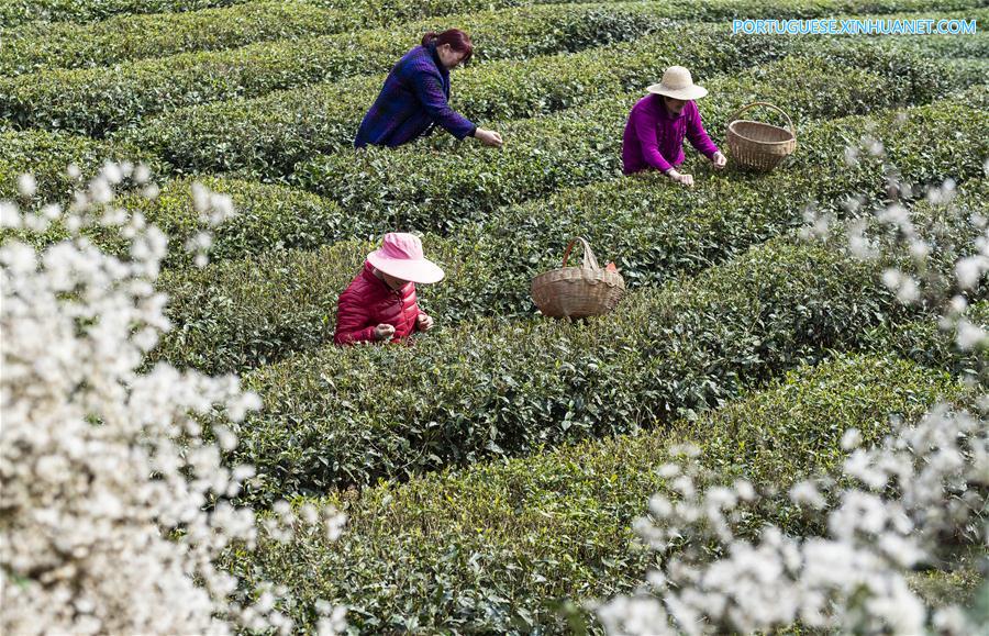 #CHINA-ZIGUI-EARLY SPRING TEA (CN)