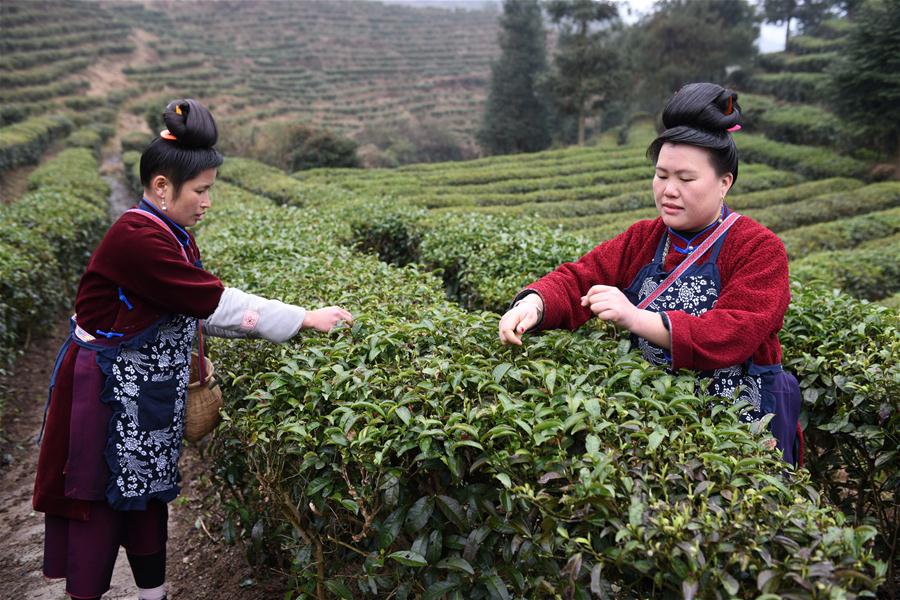 CHINA-GUIZHOU-DANZHAI-TEA-HARVEST (CN)