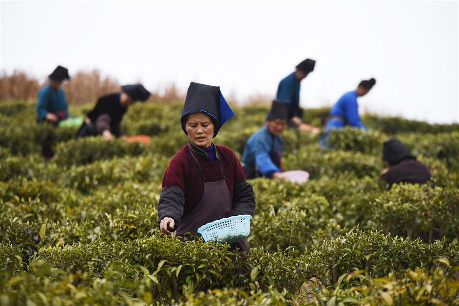 CHINA-GUIZHOU-DANZHAI-TEA-HARVEST (CN)