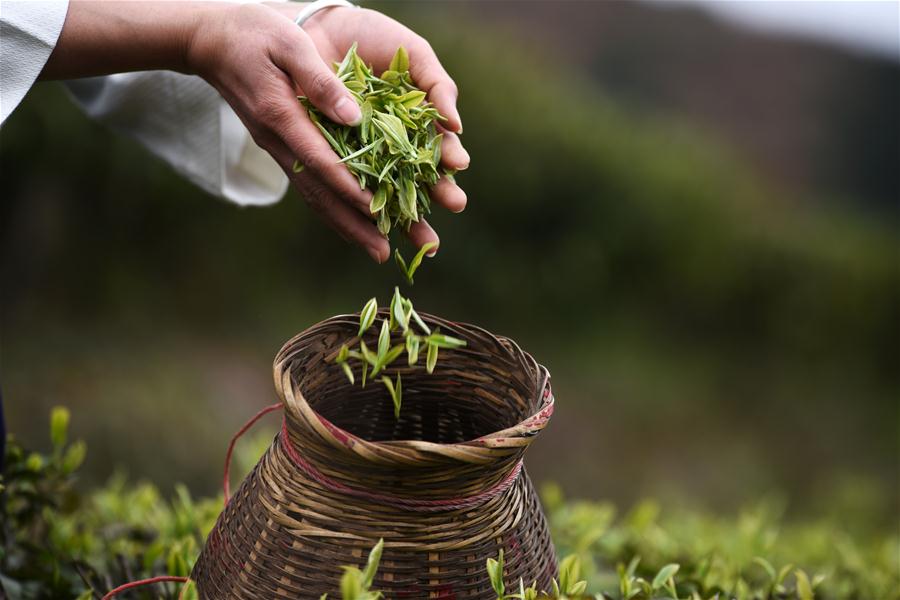 CHINA-GUIZHOU-DANZHAI-TEA-HARVEST (CN)