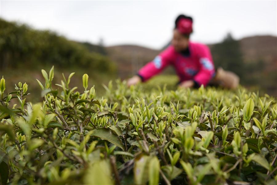 CHINA-GUIZHOU-DANZHAI-TEA-HARVEST (CN)