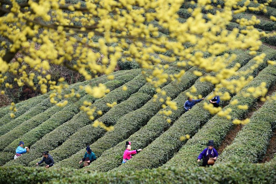 CHINA-GUIZHOU-DANZHAI-TEA-HARVEST (CN)