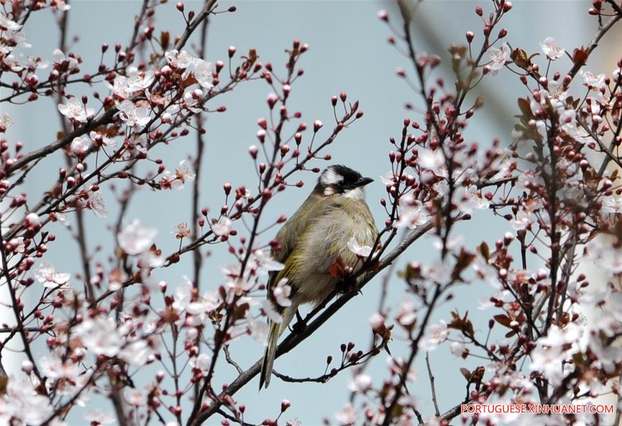 CHINA-SHANGHAI-SPRING-BIRD (CN)