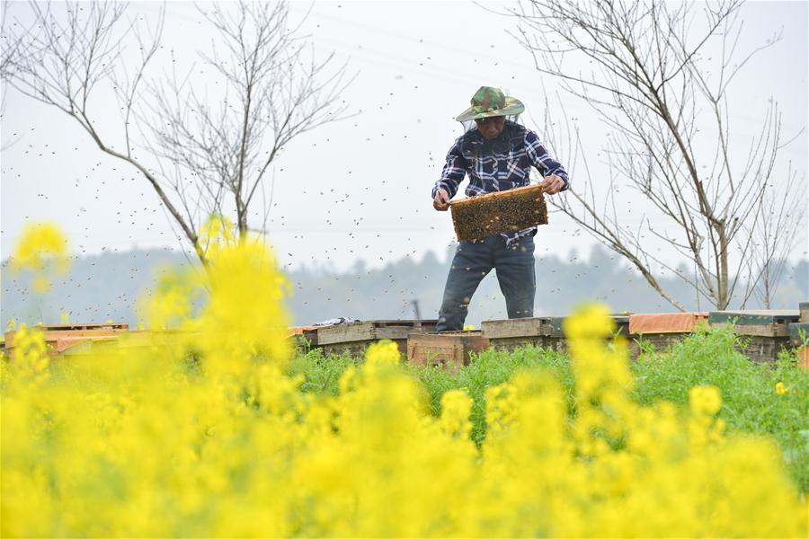 #CHINA-HUNAN-SPRING-BEE FARM (CN)