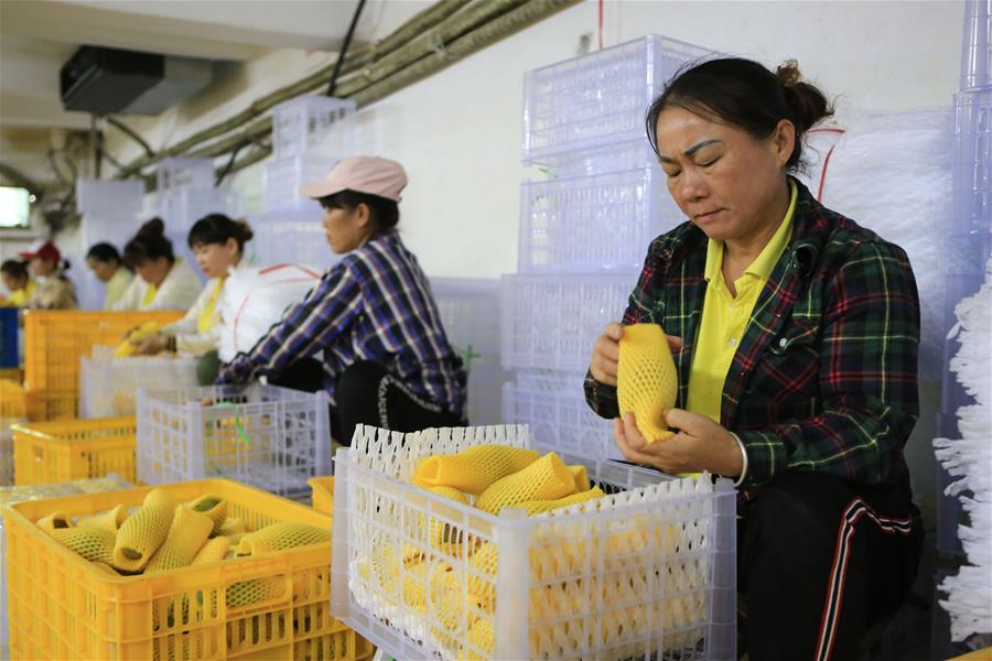 CHINA-SANYA-MANGO INDUSTRY(CN)