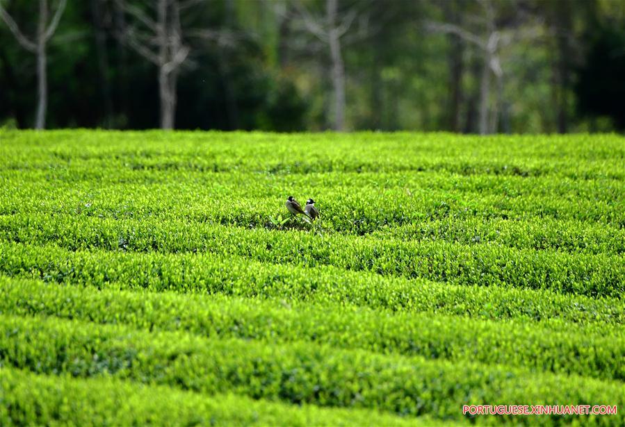 CHINA-FUJIAN-WUYISHAN-TEA GARDEN (CN)