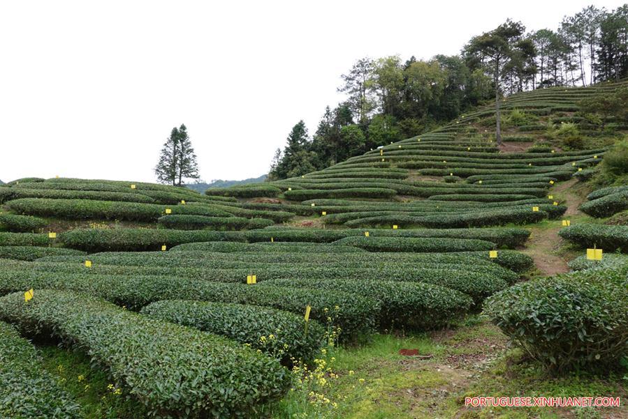 CHINA-FUJIAN-WUYISHAN-TEA GARDEN (CN)