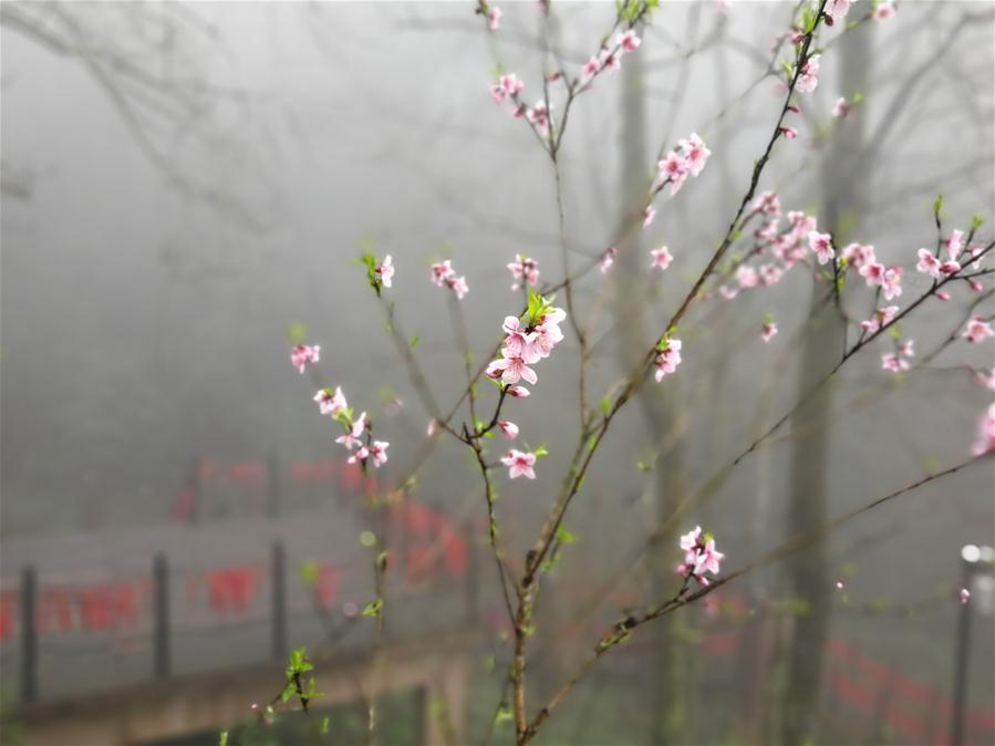 CHINA-ANHUI-HUANGSHAN-SCENERY (CN)