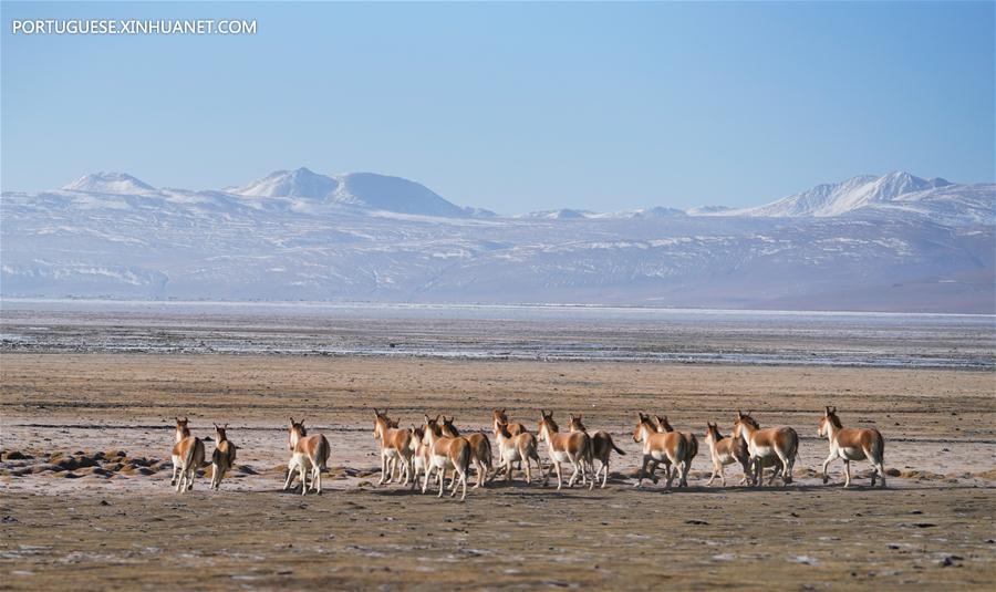 CHINA-TIBET-ECO-ENVIRONMENT PROTECTION (CN)