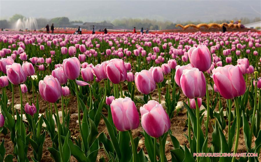 CHINA-HENAN-HOT SPRING TOWN-TULIPS (CN)