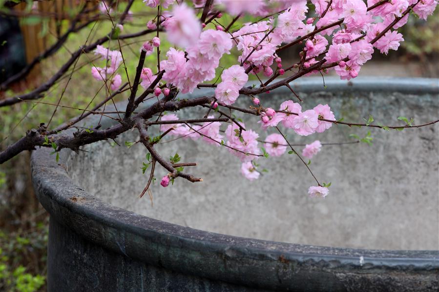 (BeijingCandid) CHINA-BEIJING-FLOWERS (CN)