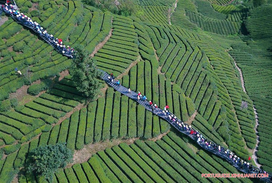 #CHINA-HUBEI-TEA FARM (CN)