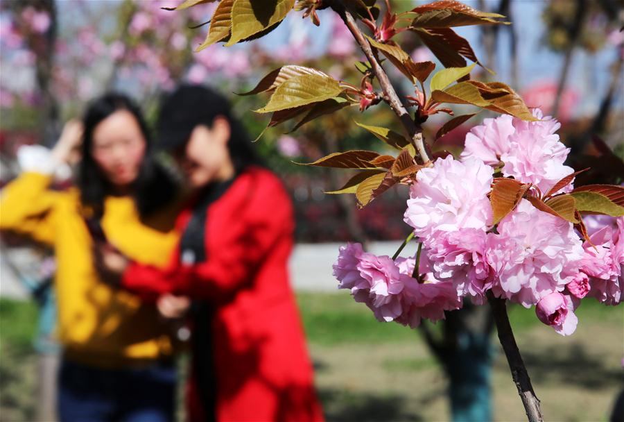 #CHINA-SPRING-LEISURE-FLOWER (CN)